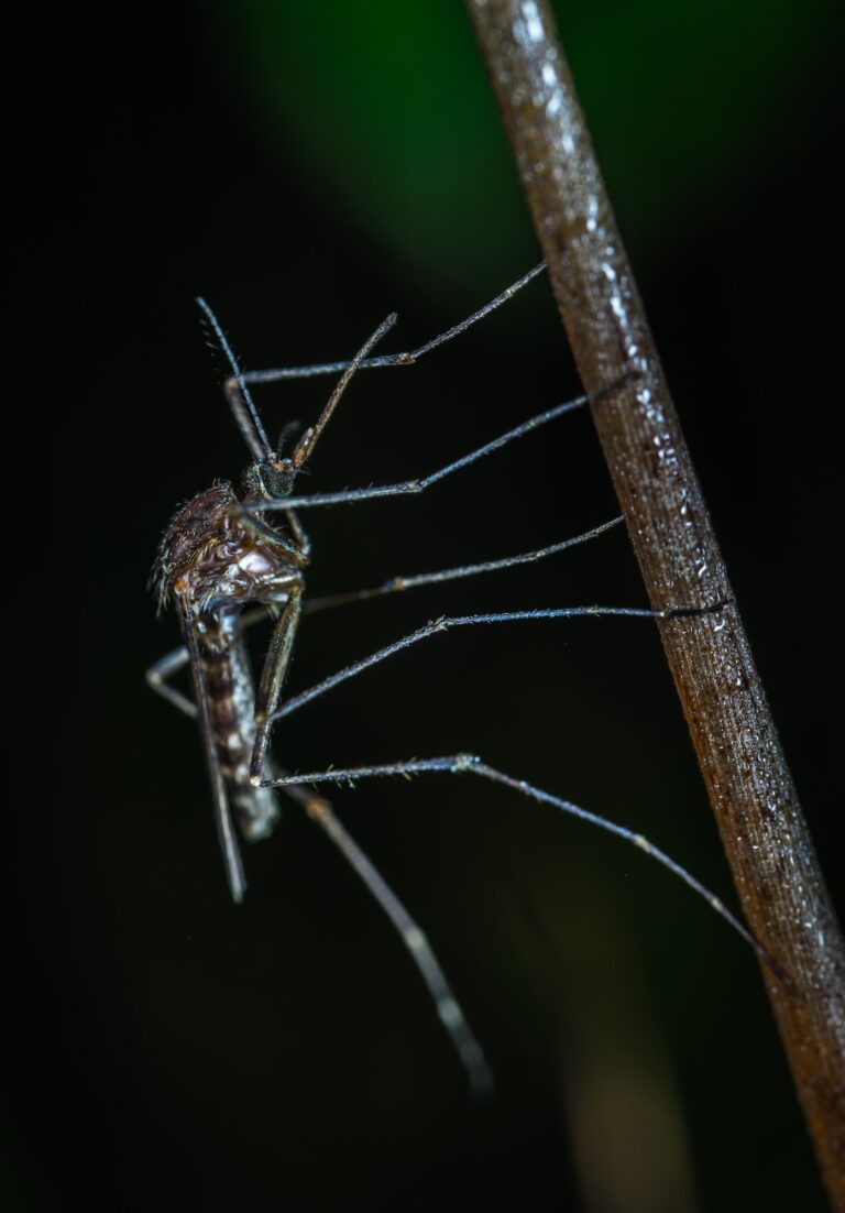 mosquitoe at night time