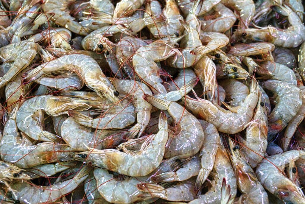 raw shrimp